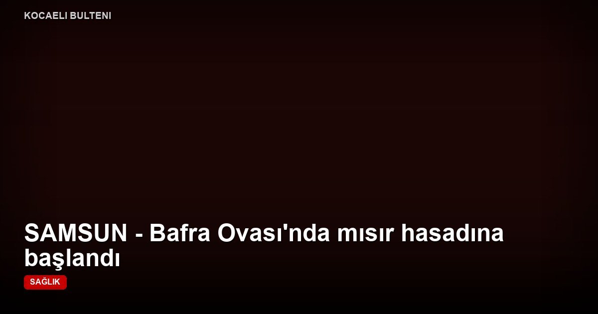 SAMSUN - Bafra Ovası'nda mısır hasadına başlandı