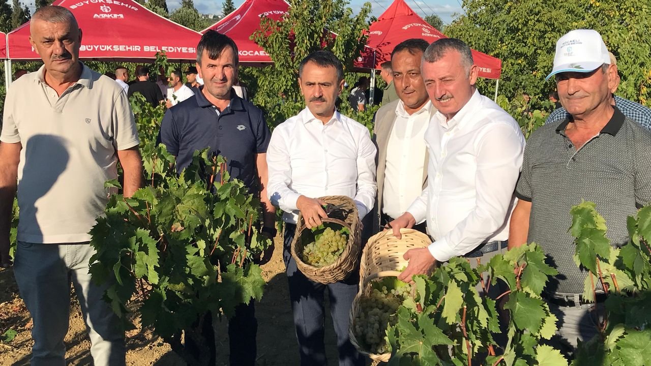 İzmit'te üzüm hasadı: Büyükakın katıldı