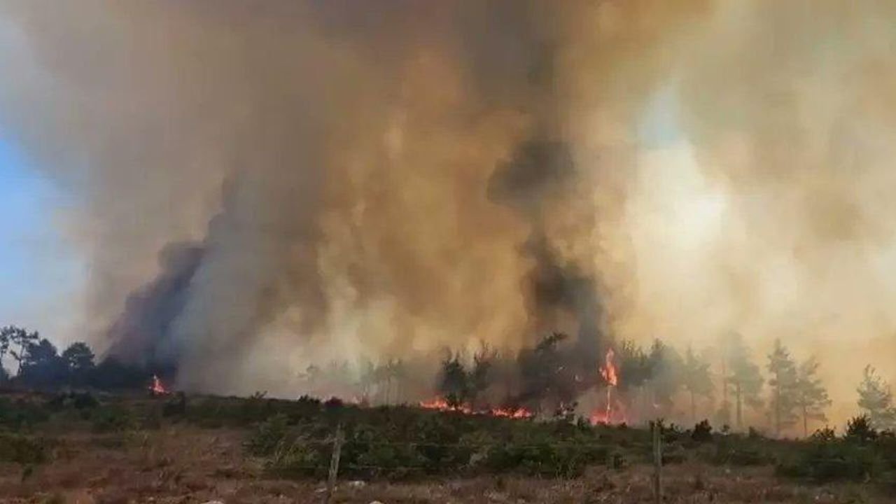 Kocaeli'de orman yangını: Ekipler alevlerle savaşıyor