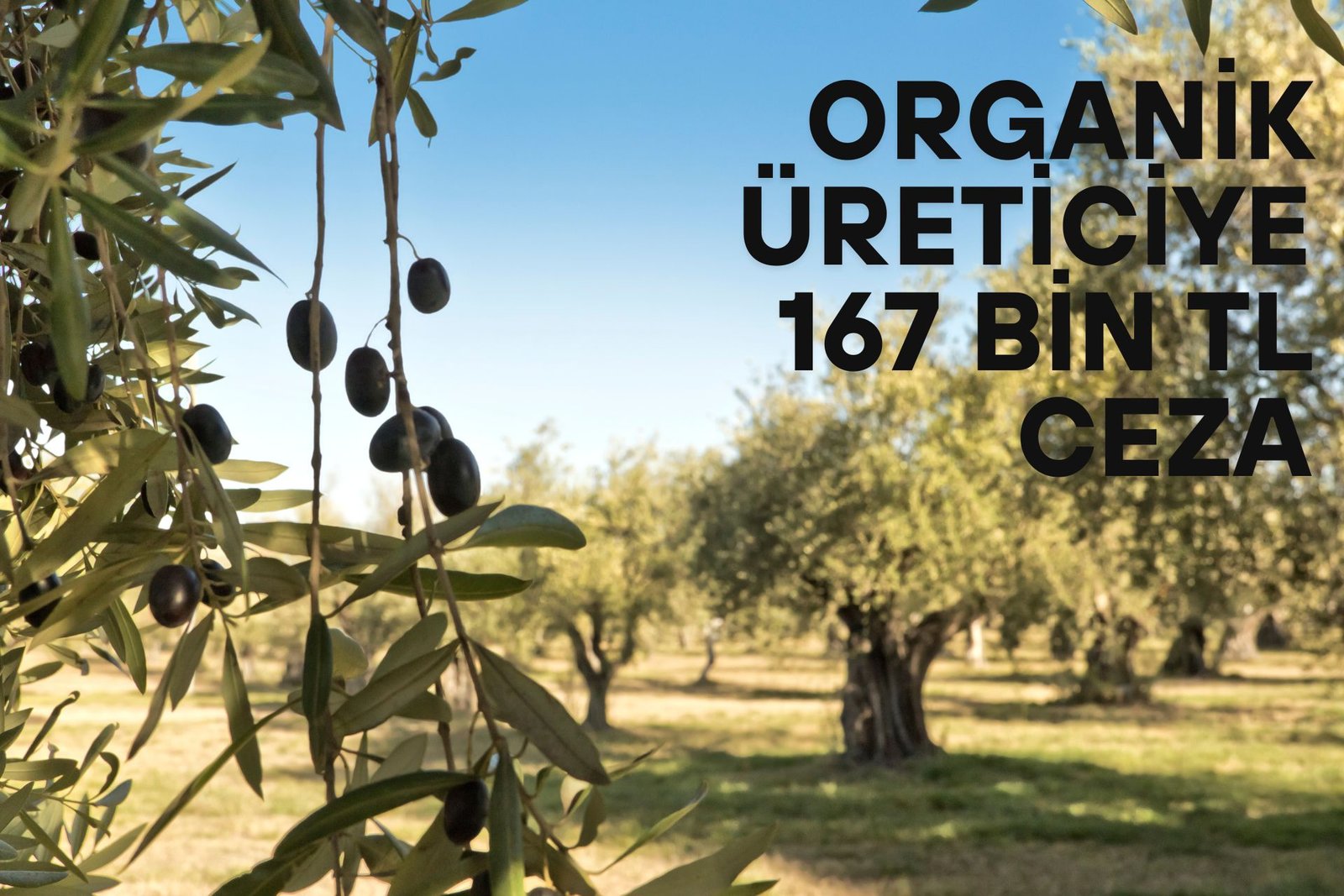 Organik Üreticiye 167 Bin TL Ceza: “Hiçbir Başarı Cezasız Kalmıyor"