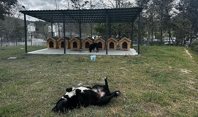 Digiturk'ten Ayazağa'daki Sokak Hayvanları İçin Güvenli Bir Yuva