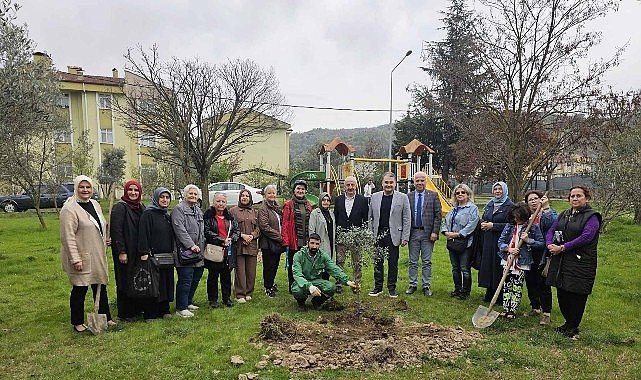 Gölcük'te Orman Haftasında Zeytin Ağaçları Toprakla Buluştu