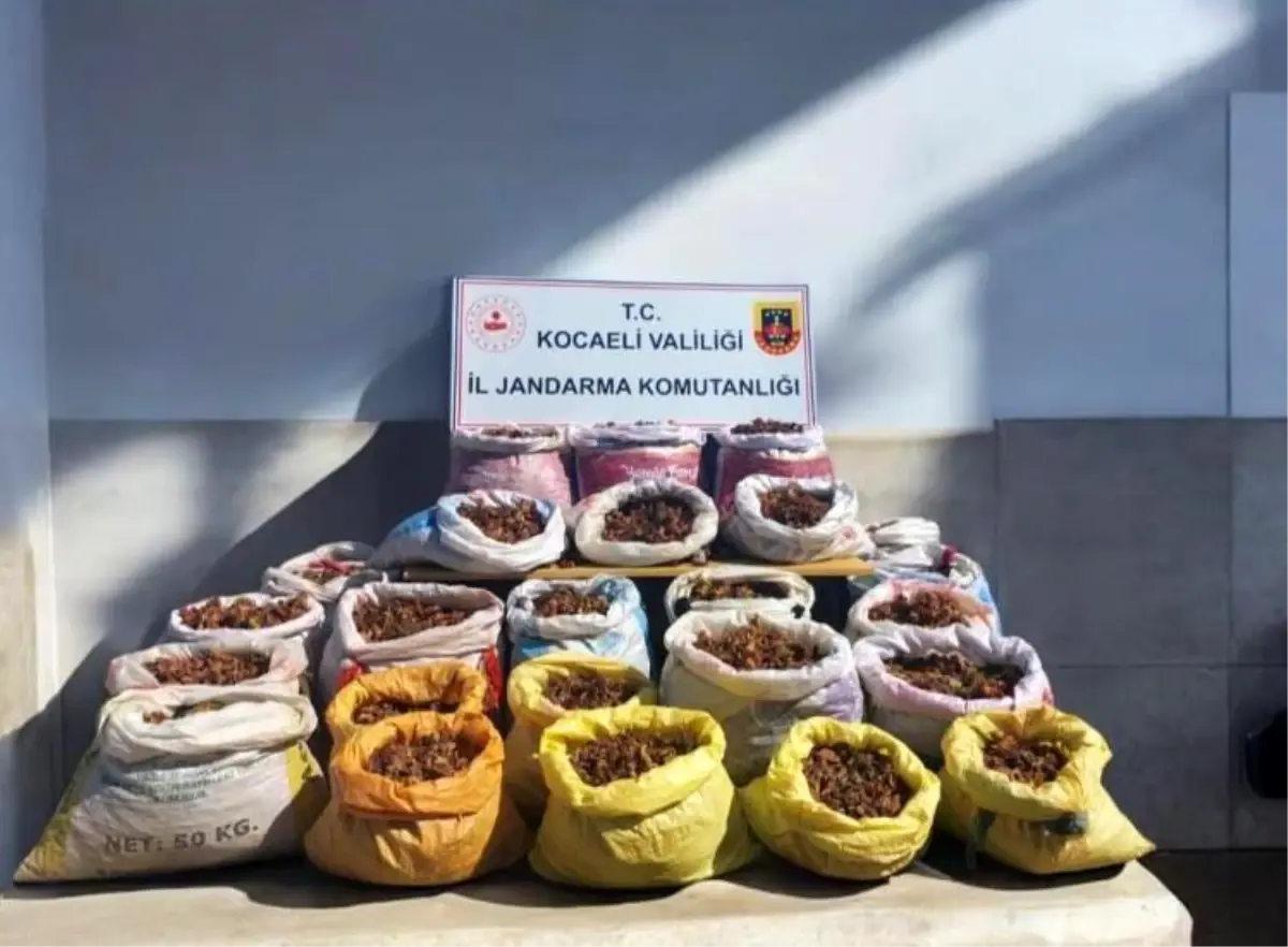 Kandıra'da Hırsızlık Olayı: 25 Çuval Fındık Çalındı