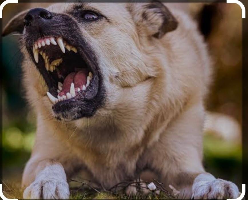Sokak Köpekleri Tarafından Saldıraya Uğradı