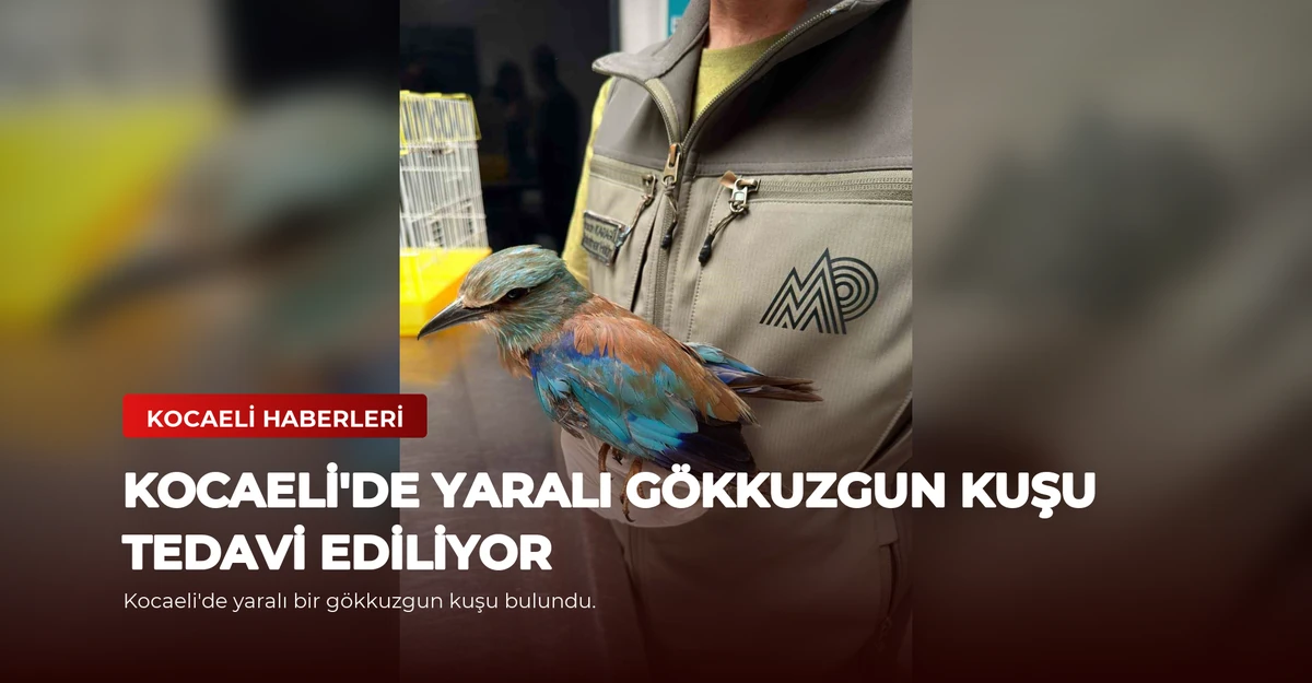 Kocaeli'de Yaralı Gökkuzgun Kuşu Tedavi Ediliyor