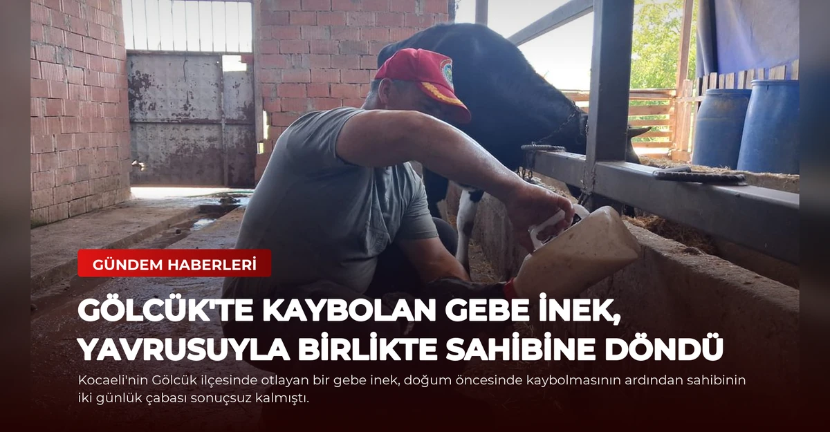 Gölcük'te Kaybolan Gebe İnek, Yavrusuyla Birlikte Sahibine Döndü