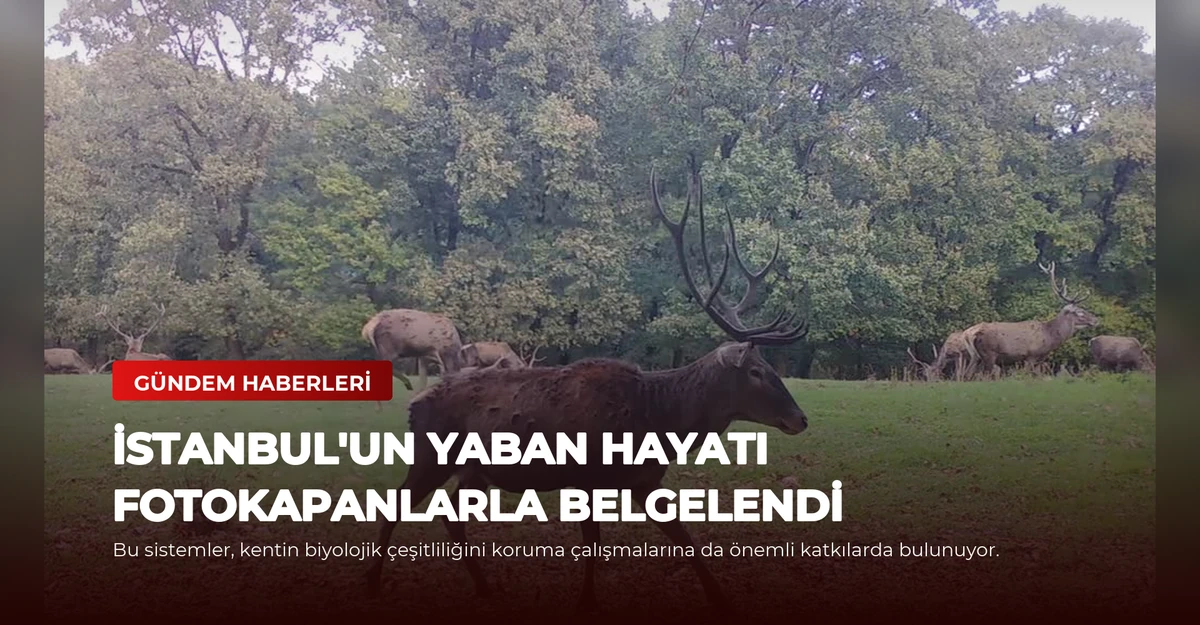İstanbul'un Yaban Hayatı Fotokapanlarla Belgelendi