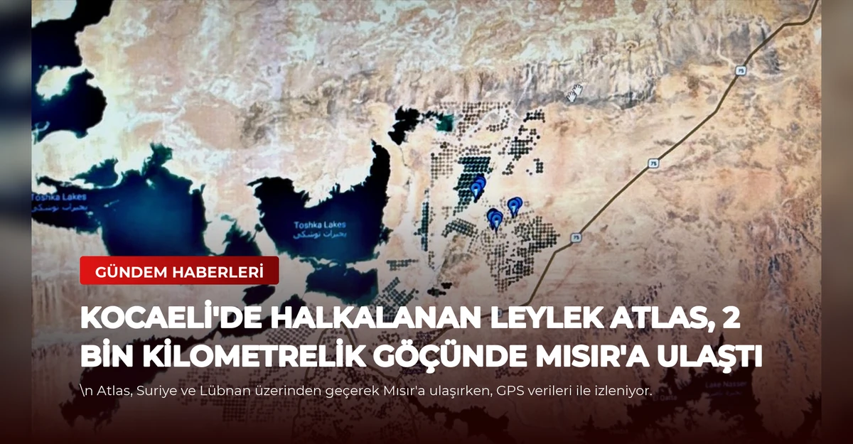Kocaeli'de halkalanan leylek Atlas, 2 bin kilometrelik göçünde Mısır'a ulaştı