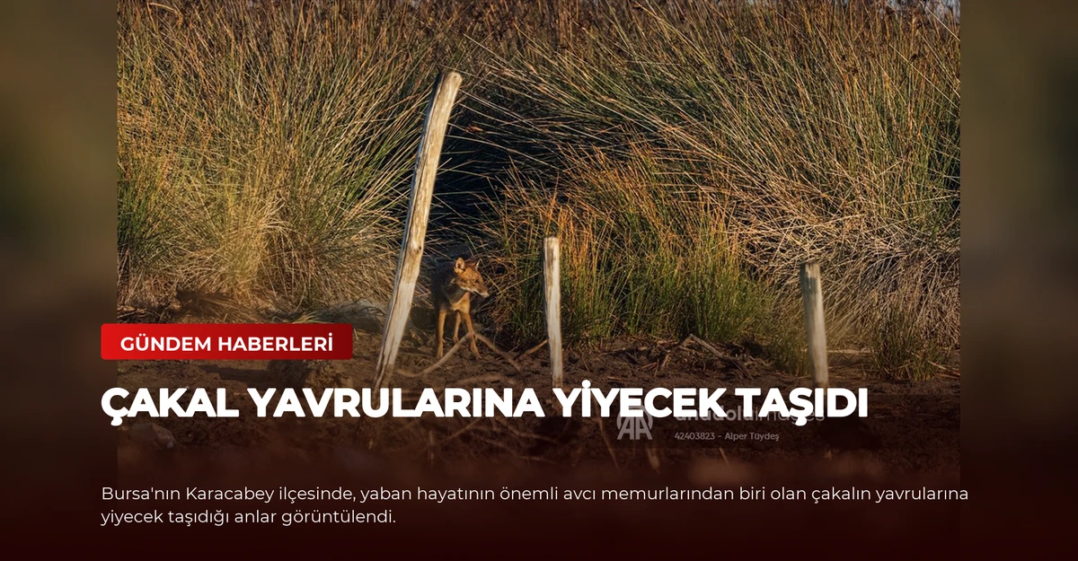 Çakal Yavrularına Yiyecek Taşıdı