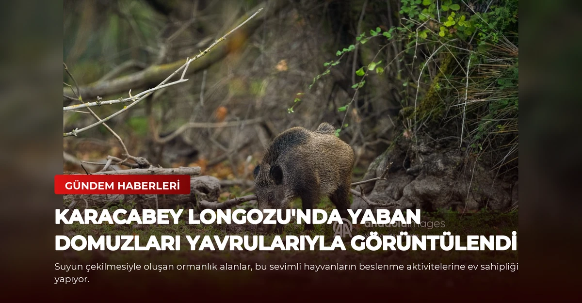 Karacabey Longozu'nda Yaban Domuzları Yavrularıyla Görüntülendi