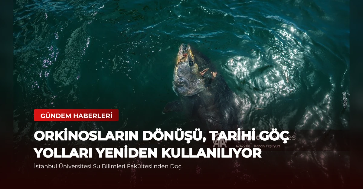 Orkinosların Dönüşü, Tarihi Göç Yolları Yeniden Kullanılıyor