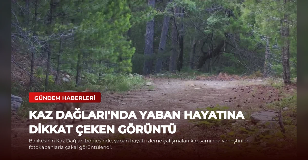 Kaz Dağları'nda Yaban Hayatına Dikkat Çeken Görüntü