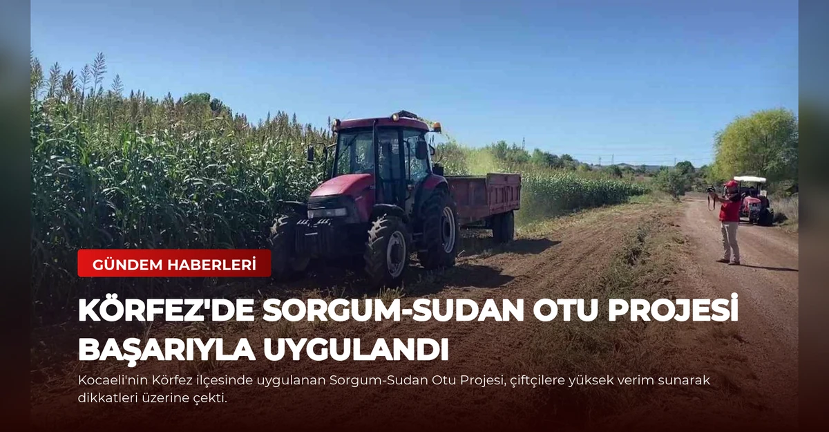 Körfez'de Sorgum-Sudan Otu Projesi Başarıyla Uygulandı