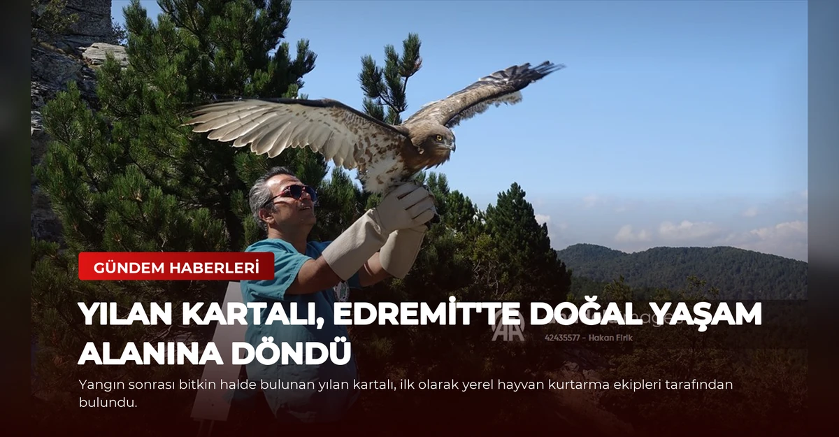 Yılan Kartalı, Edremit'te Doğal Yaşam Alanına Döndü
