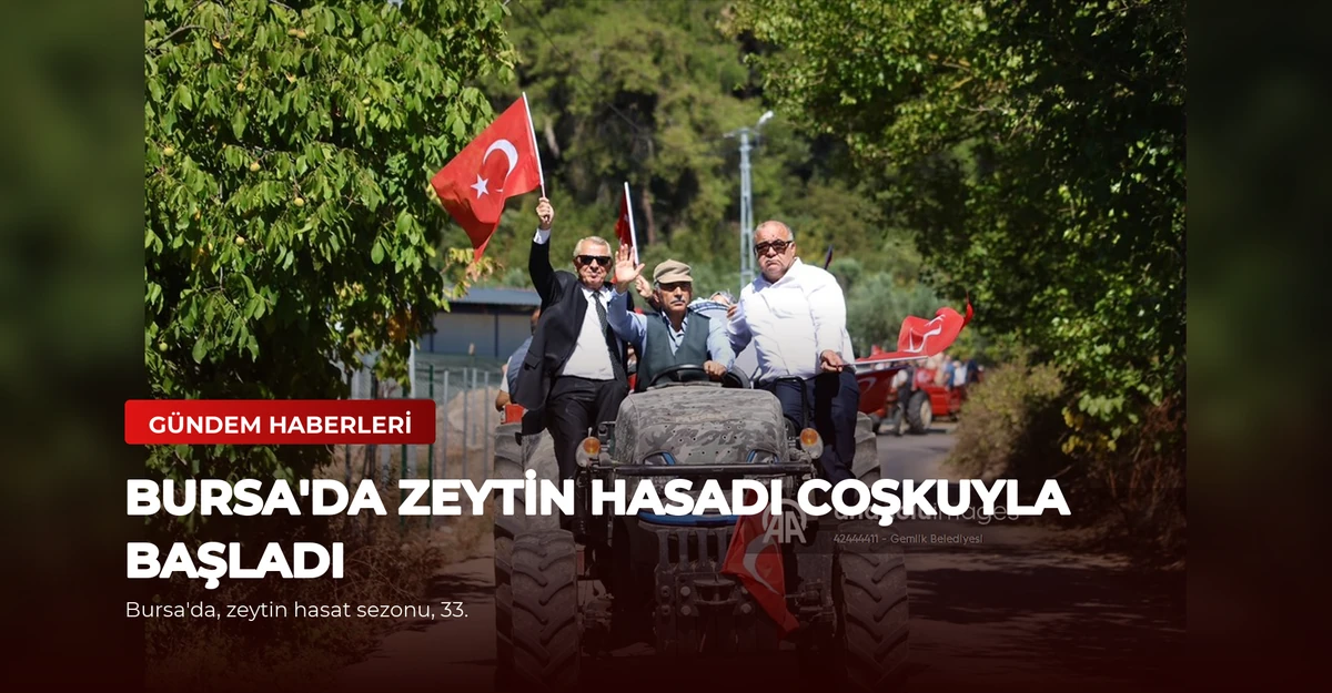 Bursa'da Zeytin Hasadı Coşkuyla Başladı