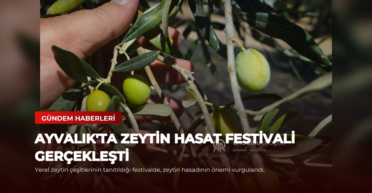 Ayvalık'ta Zeytin Hasat Festivali Gerçekleşti