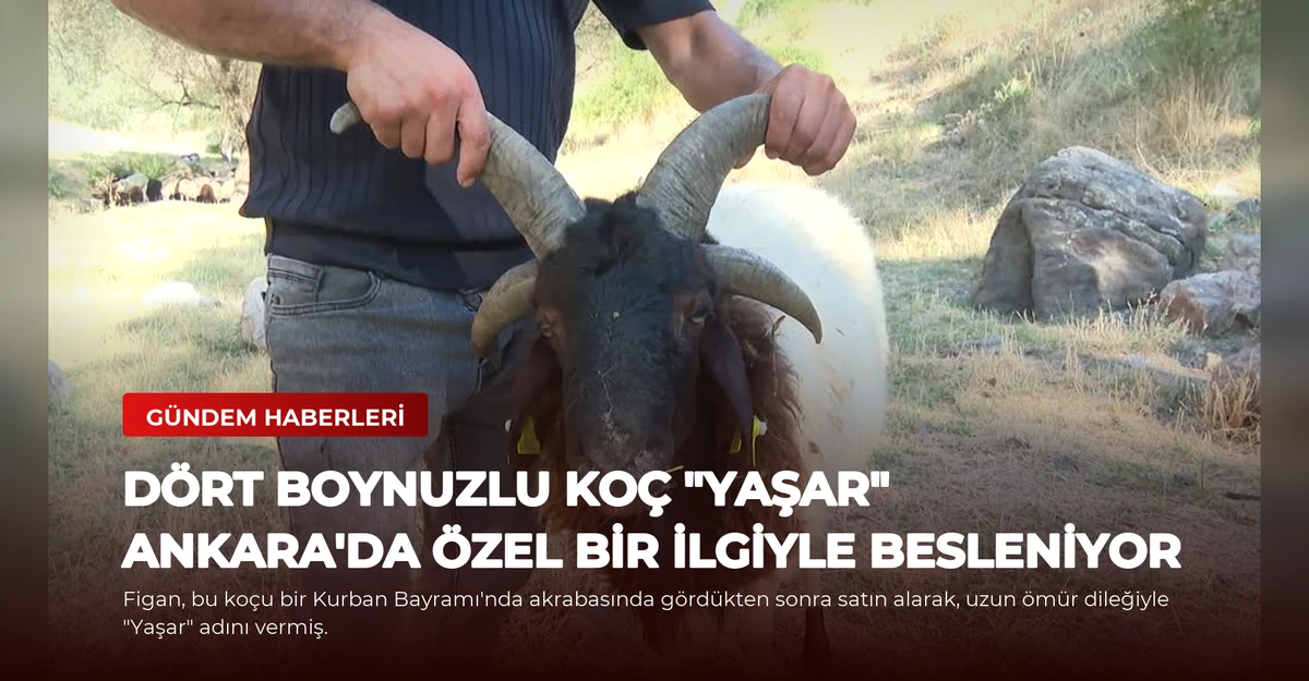 Dört Boynuzlu Koç "Yaşar" Ankara'da Özel Bir İlgiyle Besleniyor