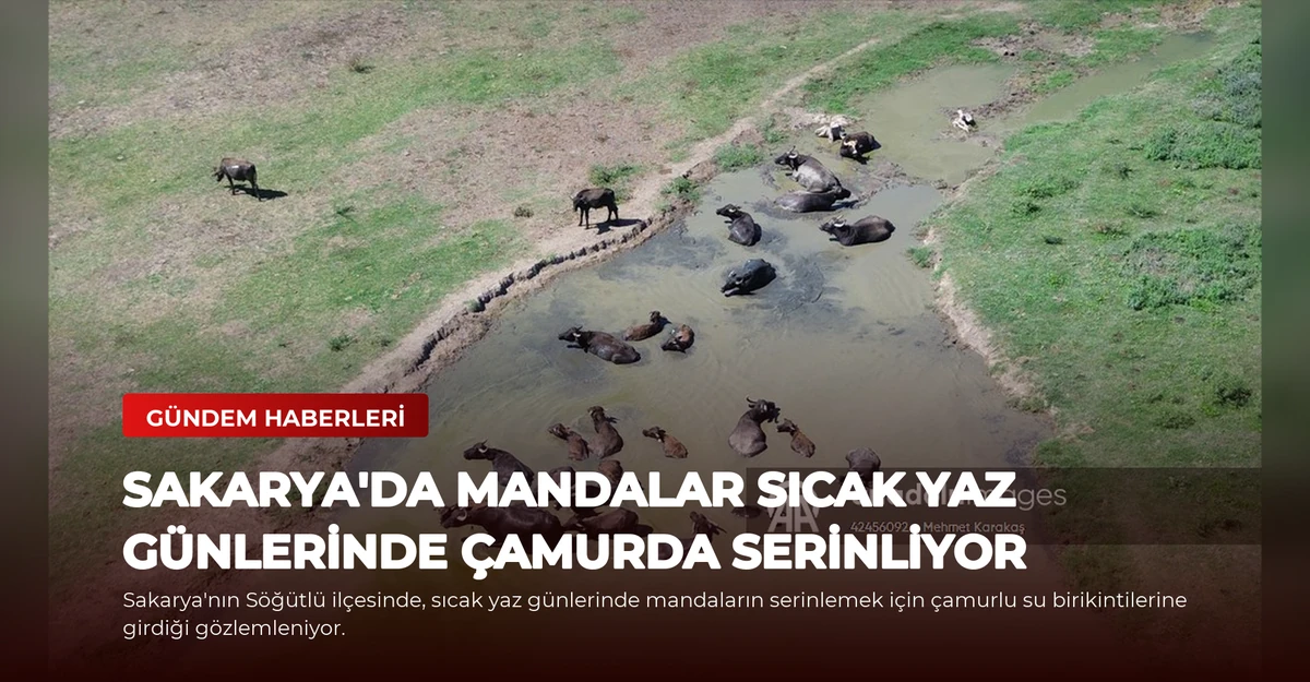 Sakarya'da Mandalar Sıcak Yaz Günlerinde Çamurda Serinliyor