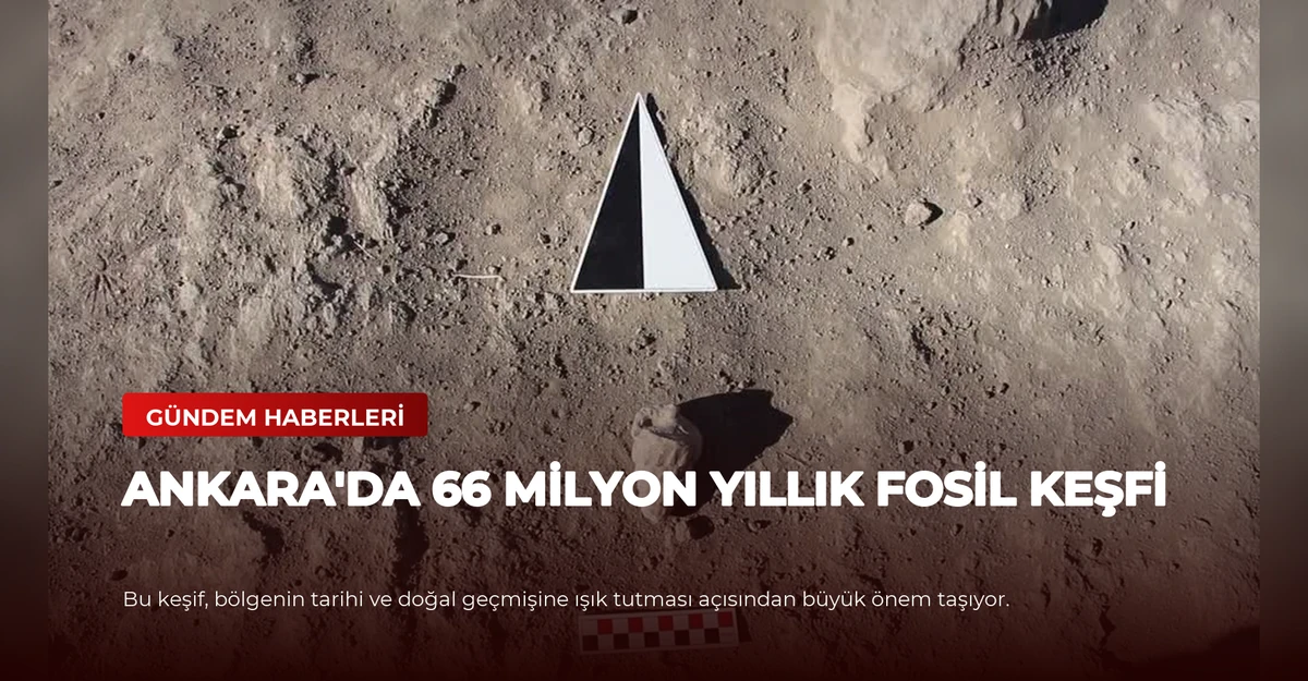 Ankara'da 66 Milyon Yıllık Fosil Keşfi