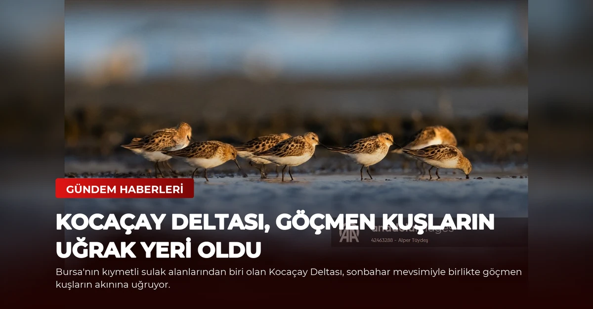 Kocaçay Deltası, göçmen kuşların uğrak yeri oldu
