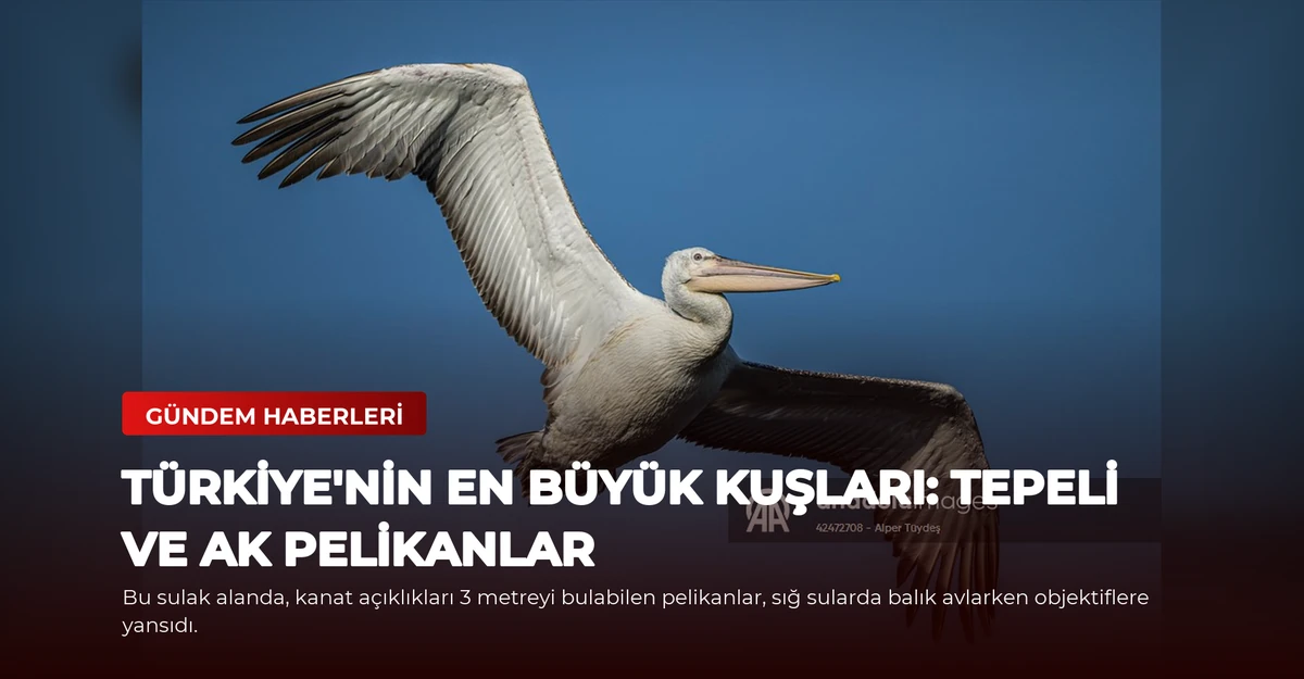 Türkiye'nin En Büyük Kuşları: Tepeli ve Ak Pelikanlar