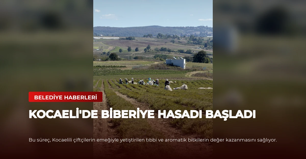 Kocaeli'de Biberiye Hasadı Başladı