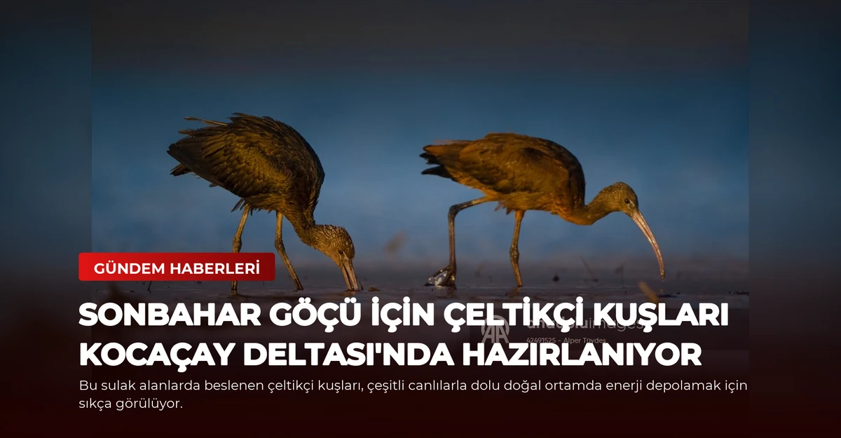 Sonbahar Göçü İçin Çeltikçi Kuşları Kocaçay Deltası'nda Hazırlanıyor