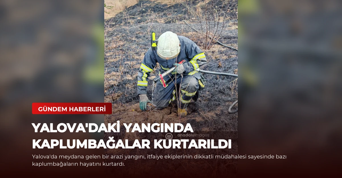 Yalova'daki Yangında Kaplumbağalar Kurtarıldı
