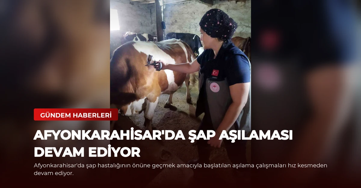 Afyonkarahisar'da Şap Aşılaması Devam Ediyor