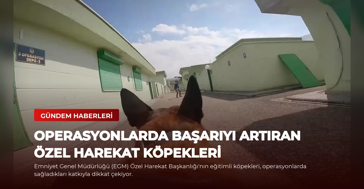 Operasyonlarda Başarıyı Artıran Özel Harekat Köpekleri