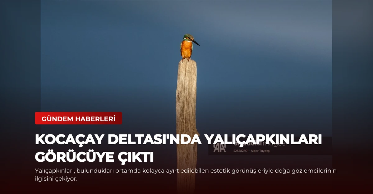 Kocaçay Deltası'nda Yalıçapkınları Görücüye Çıktı