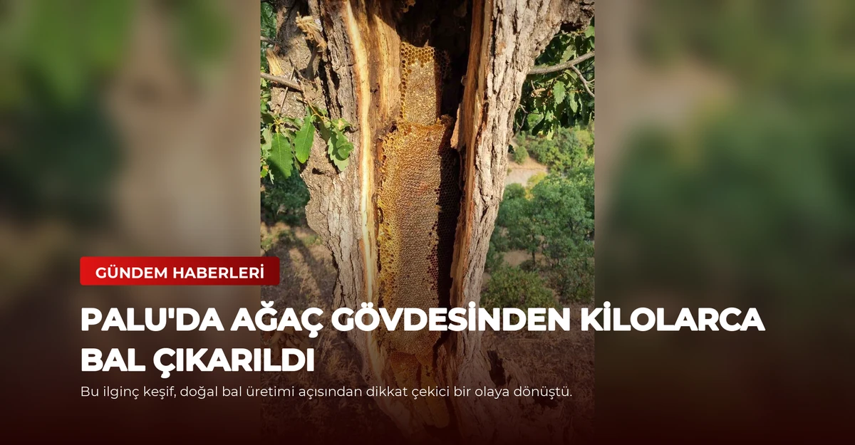 Palu'da Ağaç Gövdesinden Kilolarca Bal Çıkarıldı
