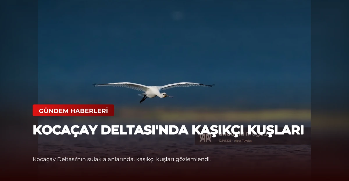 Kocaçay Deltası'nda Kaşıkçı Kuşları