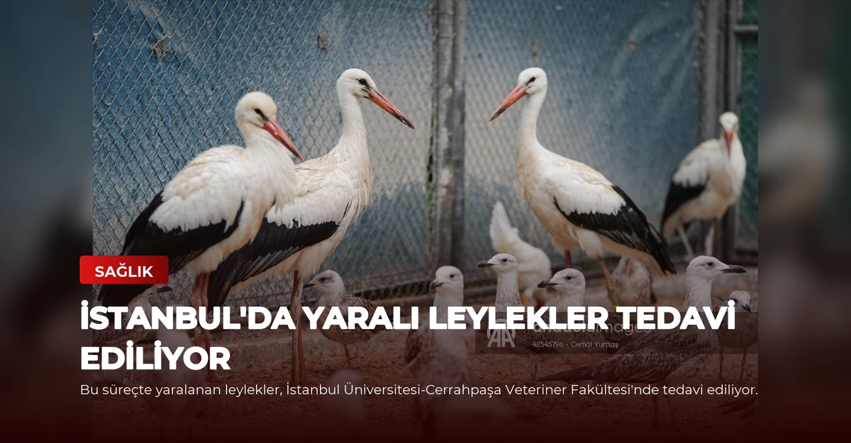 İstanbul'da Yaralı Leylekler Tedavi Ediliyor