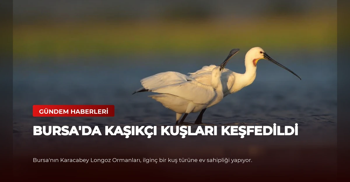 Bursa'da Kaşıkçı Kuşları Keşfedildi