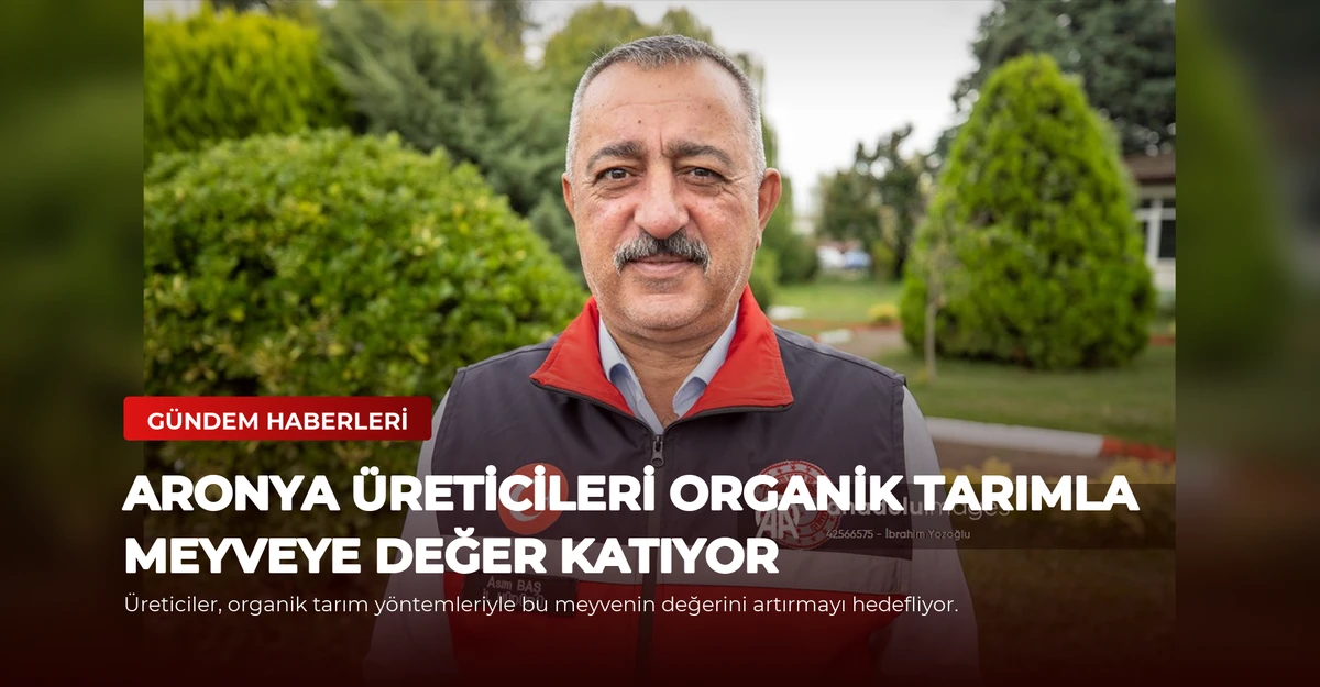 Aronya üreticileri organik tarımla meyveye değer katıyor