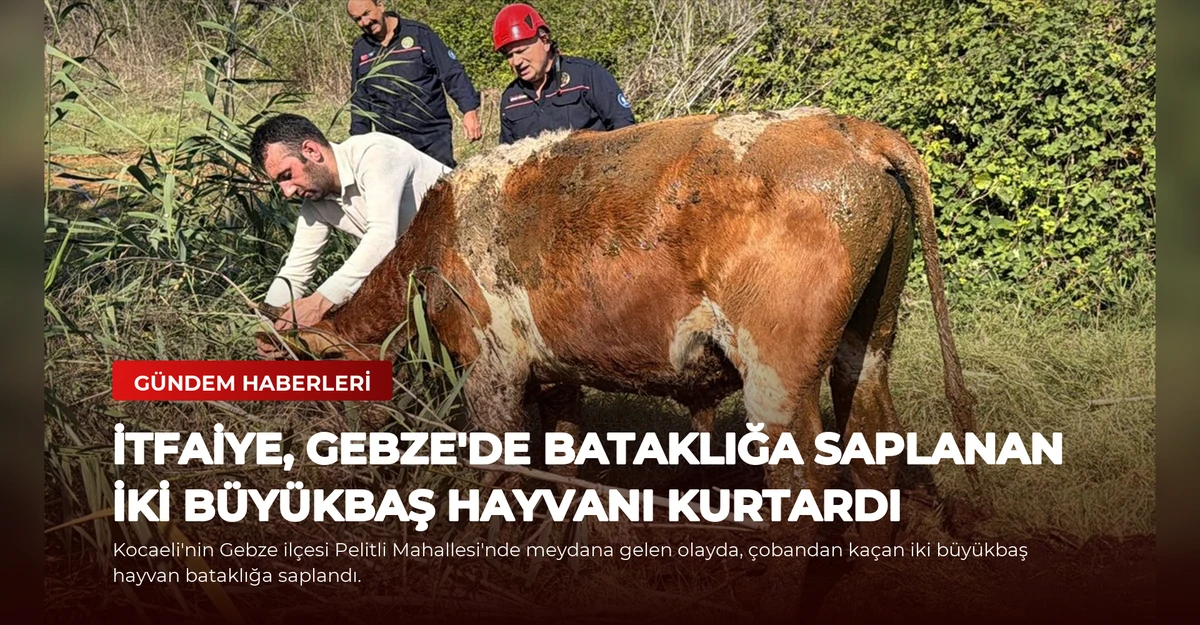 İtfaiye, Gebze'de Bataklığa Saplanan İki Büyükbaş Hayvanı Kurtardı