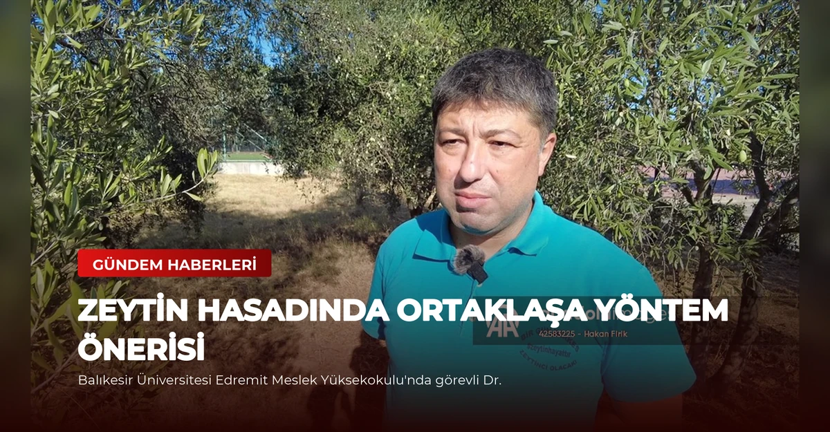 Zeytin Hasadında Ortaklaşa Yöntem Önerisi