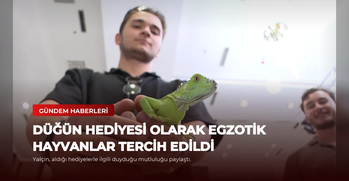 Düğün Hediyesi Olarak Egzotik Hayvanlar Tercih Edildi