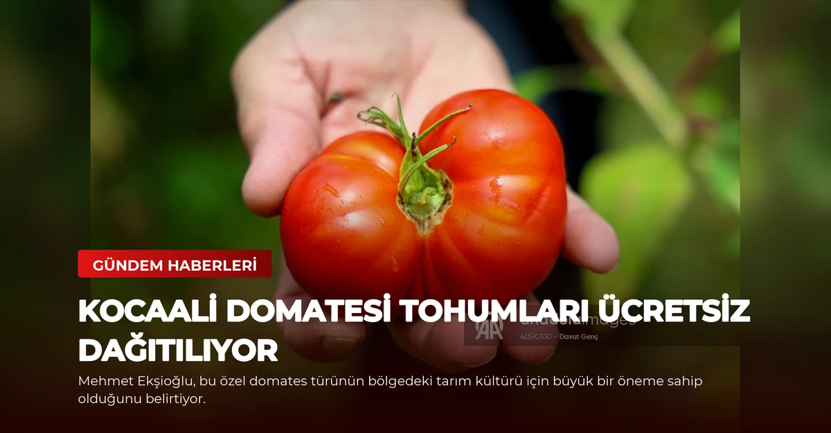 Kocaali Domatesi Tohumları Ücretsiz Dağıtılıyor