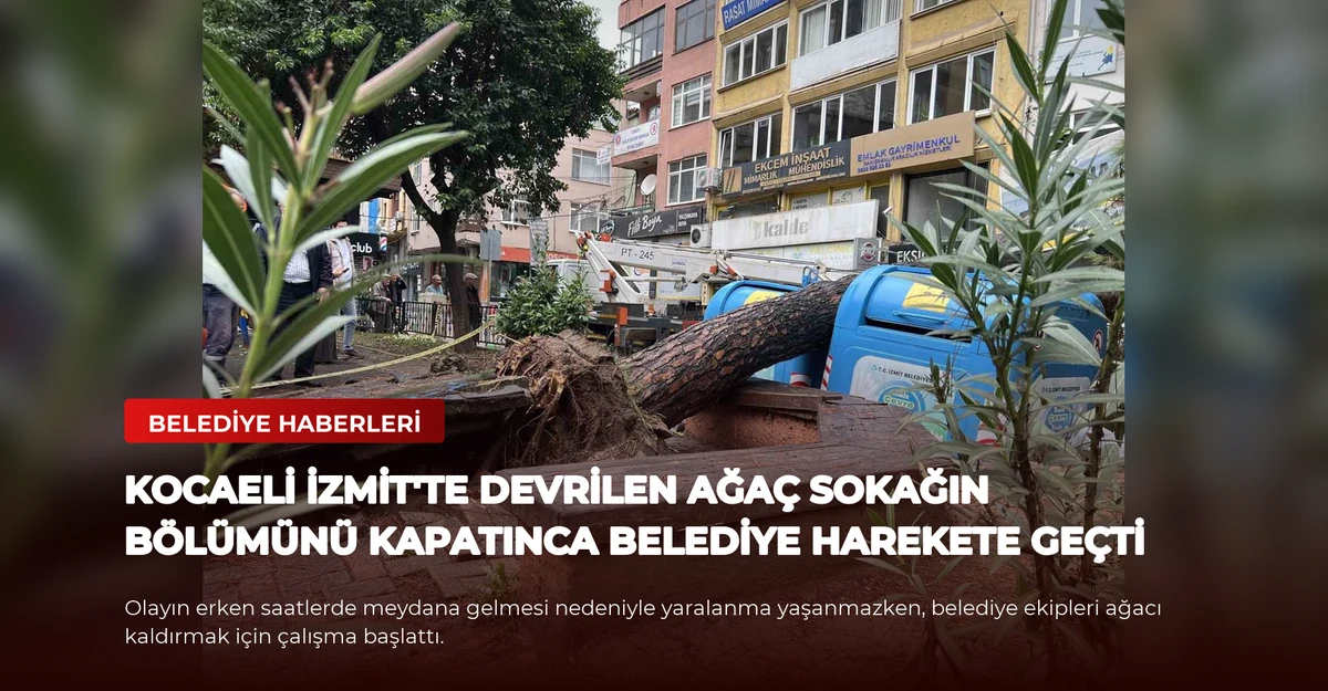 Kocaeli İzmit'te devrilen ağaç sokağın bölümünü kapatınca belediye harekete geçti