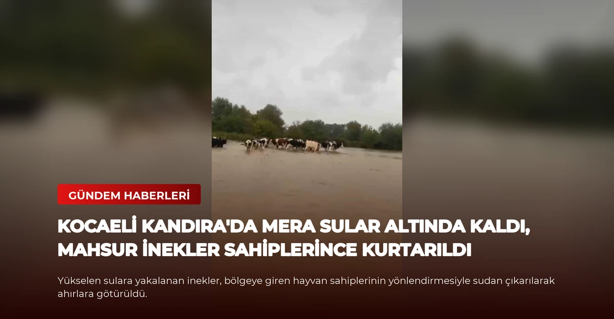 Kocaeli Kandıra'da mera sular altında kaldı, mahsur inekler sahiplerince kurtarıldı