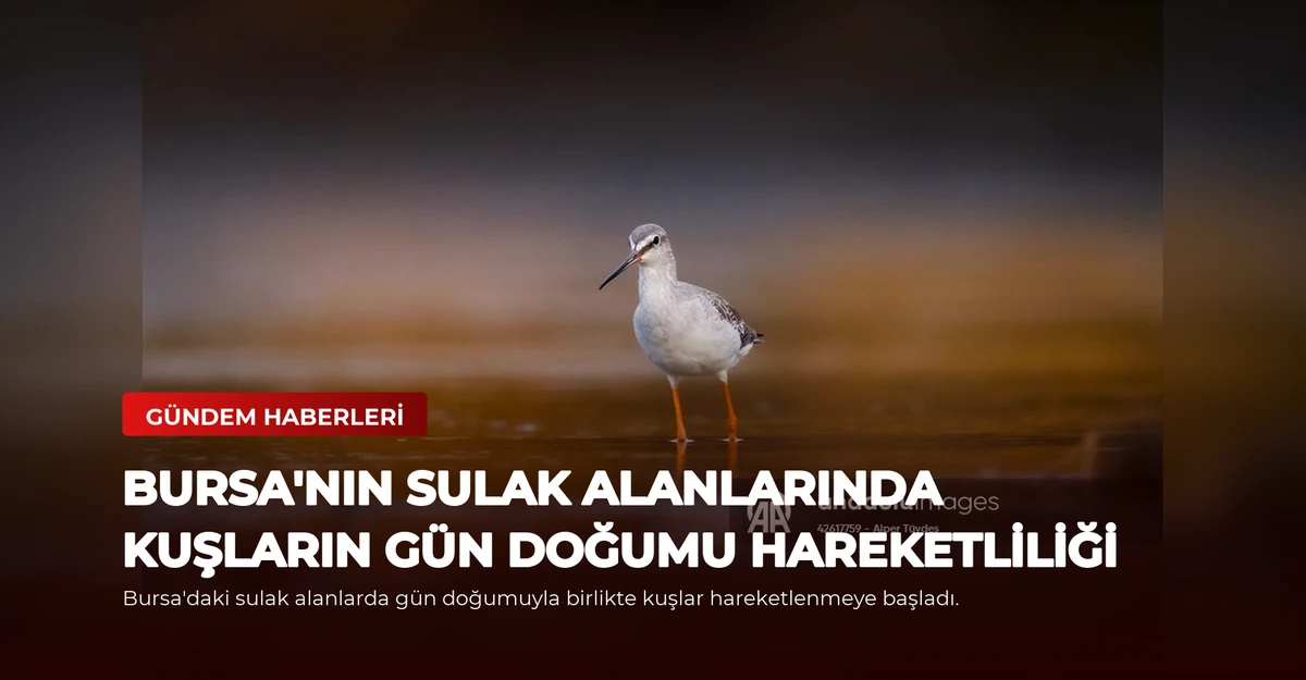 Bursa'nın Sulak Alanlarında Kuşların Gün Doğumu Hareketliliği
