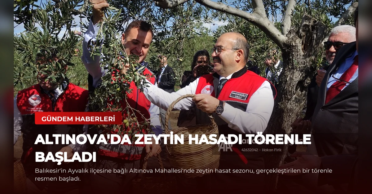 Altınova'da Zeytin Hasadı Törenle Başladı