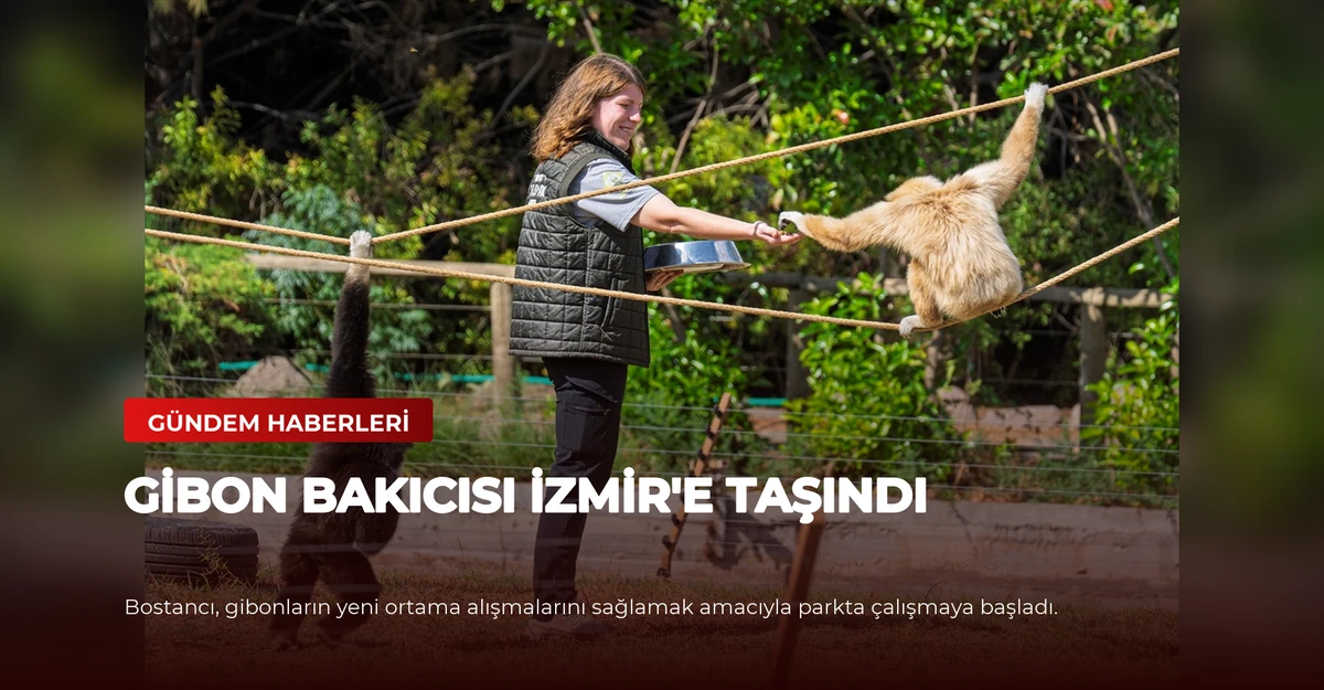 Gibon Bakıcısı İzmir'e Taşındı