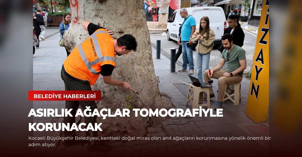 Asırlık ağaçlar tomografiyle korunacak
