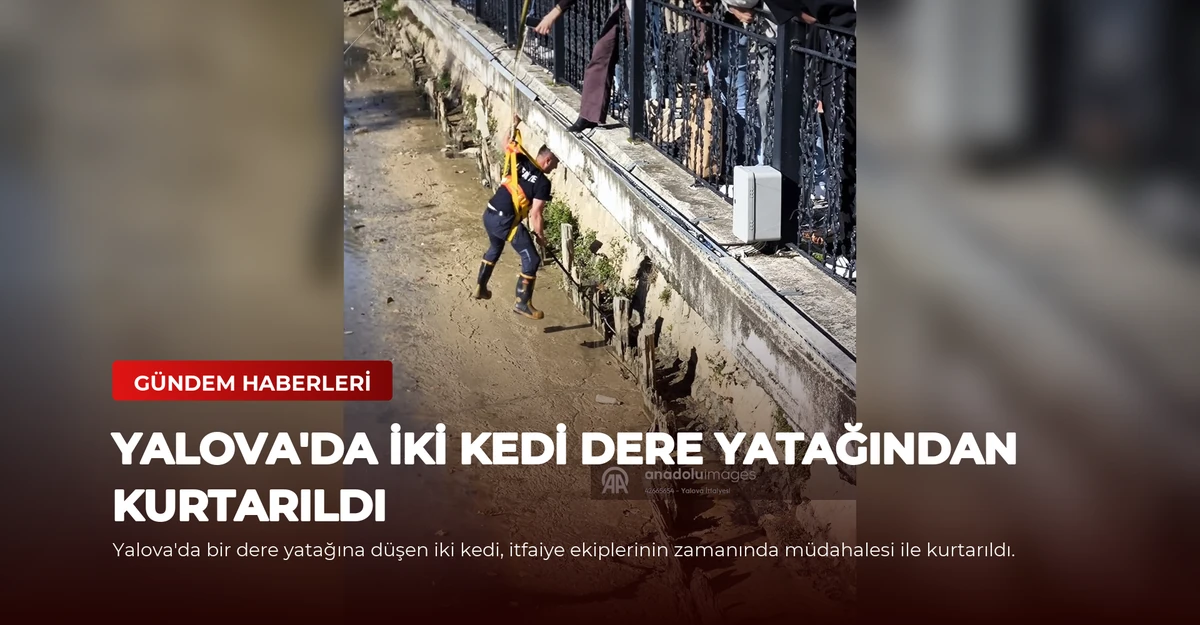 Yalova'da İki Kedi Dere Yatağından Kurtarıldı