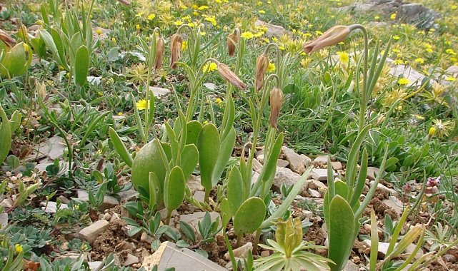  Anamur’da yeni bir ters lale türü keşfedildi